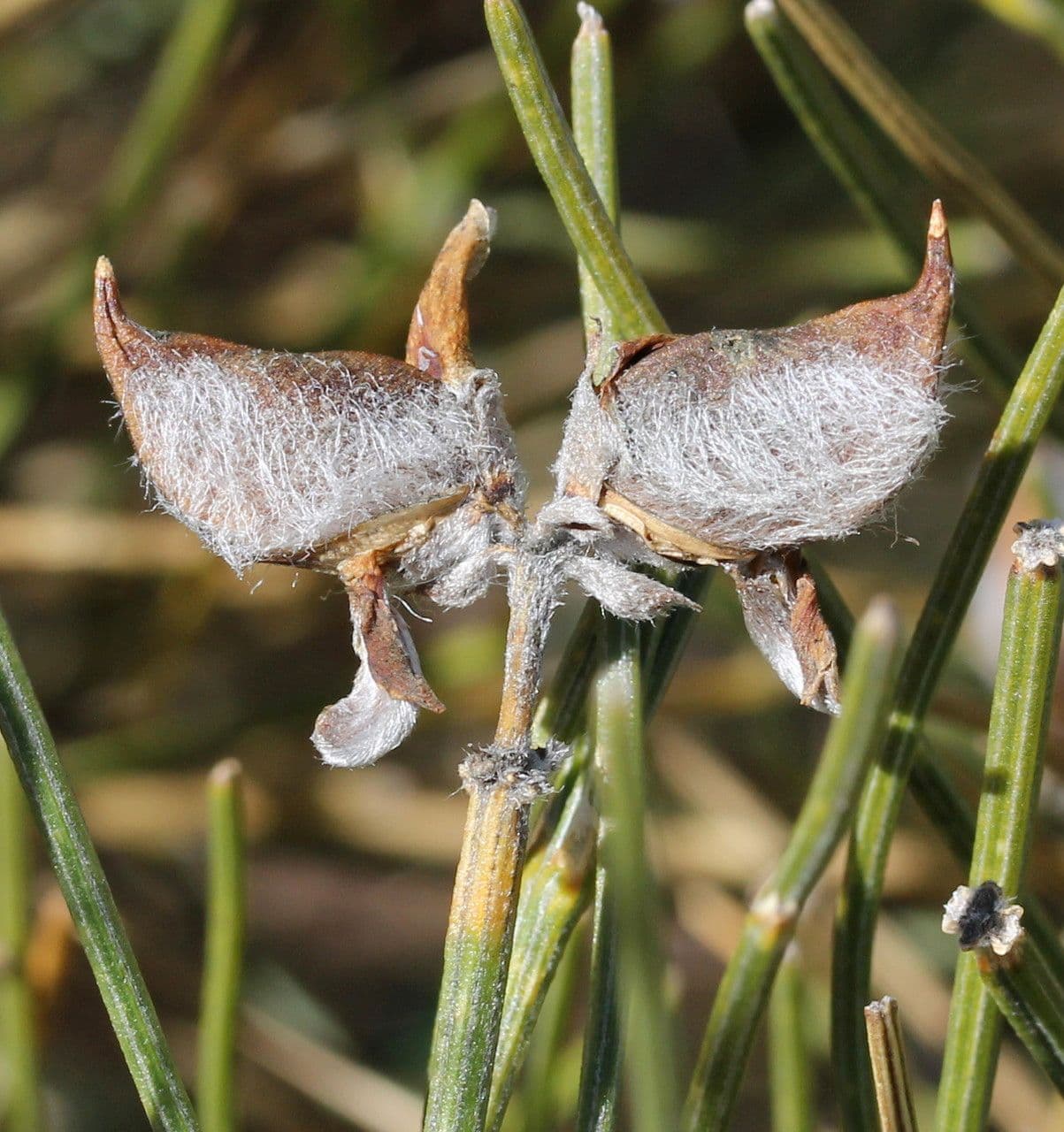Ginestra radiata 5
