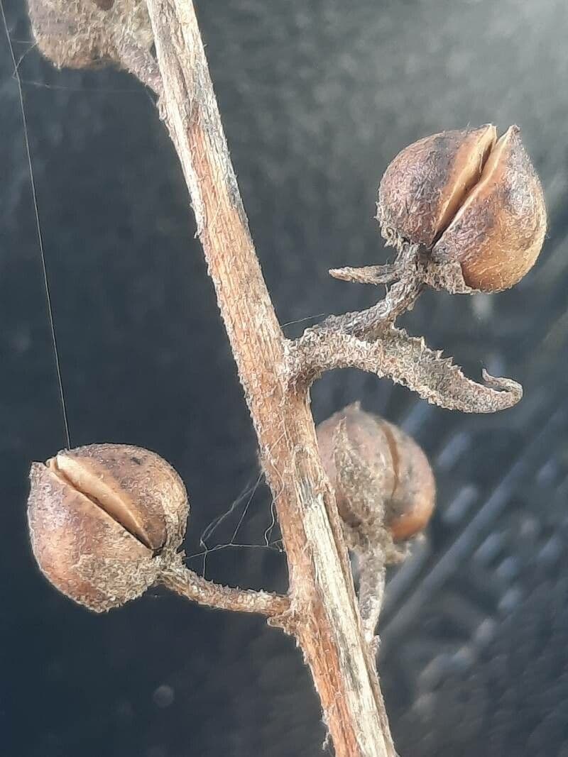 Verbasco blattaria 3