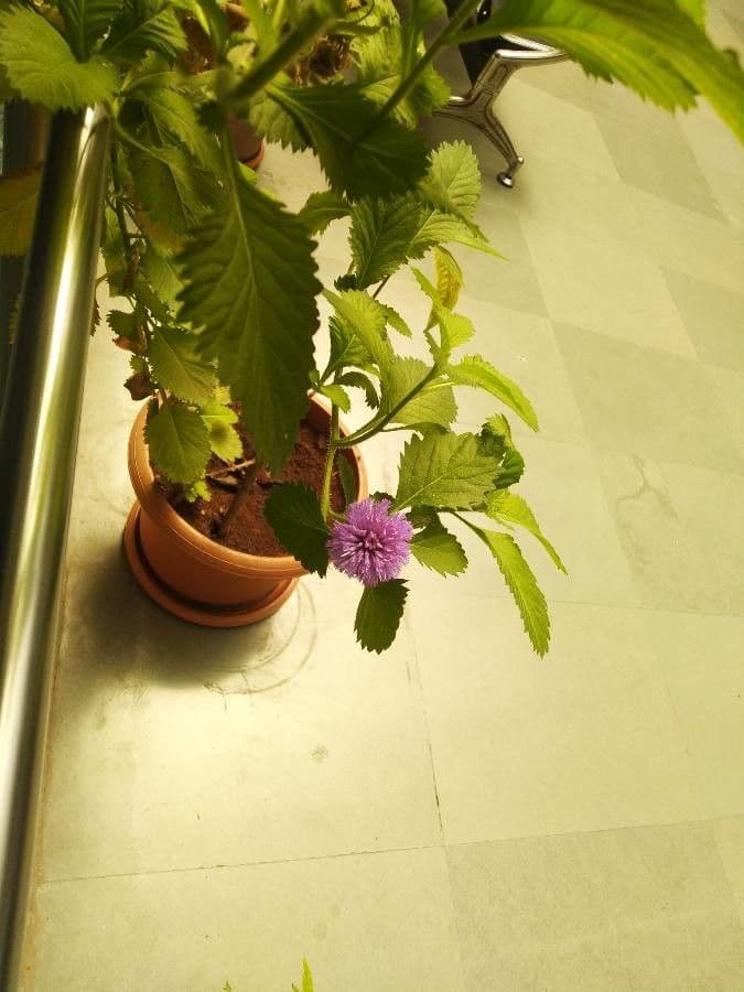 Centratherum punctatum 15