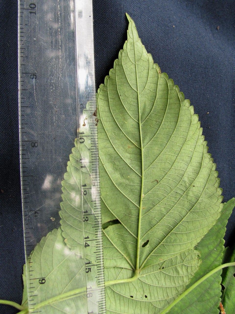 Acalypha villosa 7