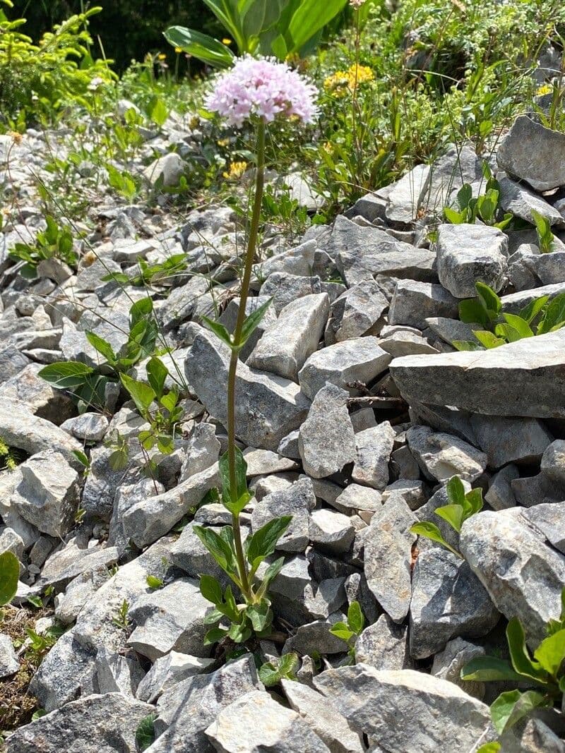 Dwarf valerian 14
