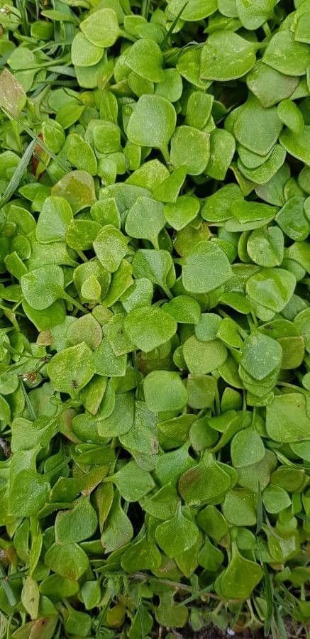 Claytonia 15