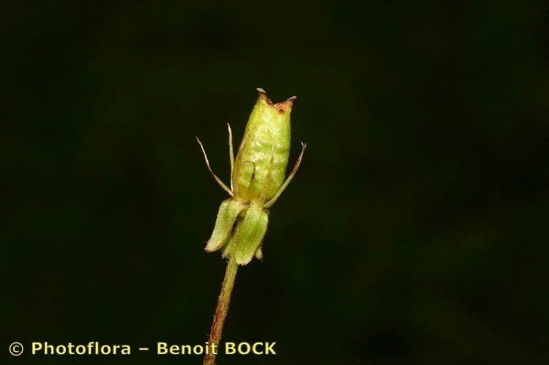 Sassifraga hirculus 3