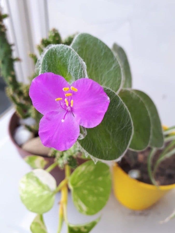 Tradescantia 4