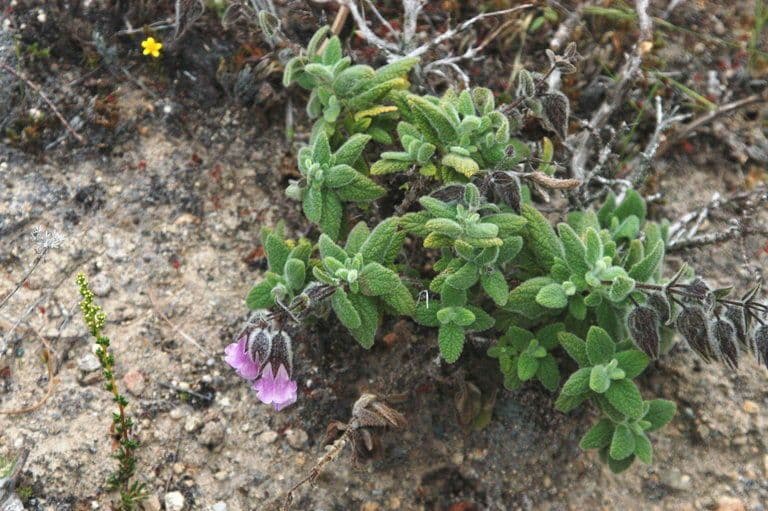 Salvia brocca 10