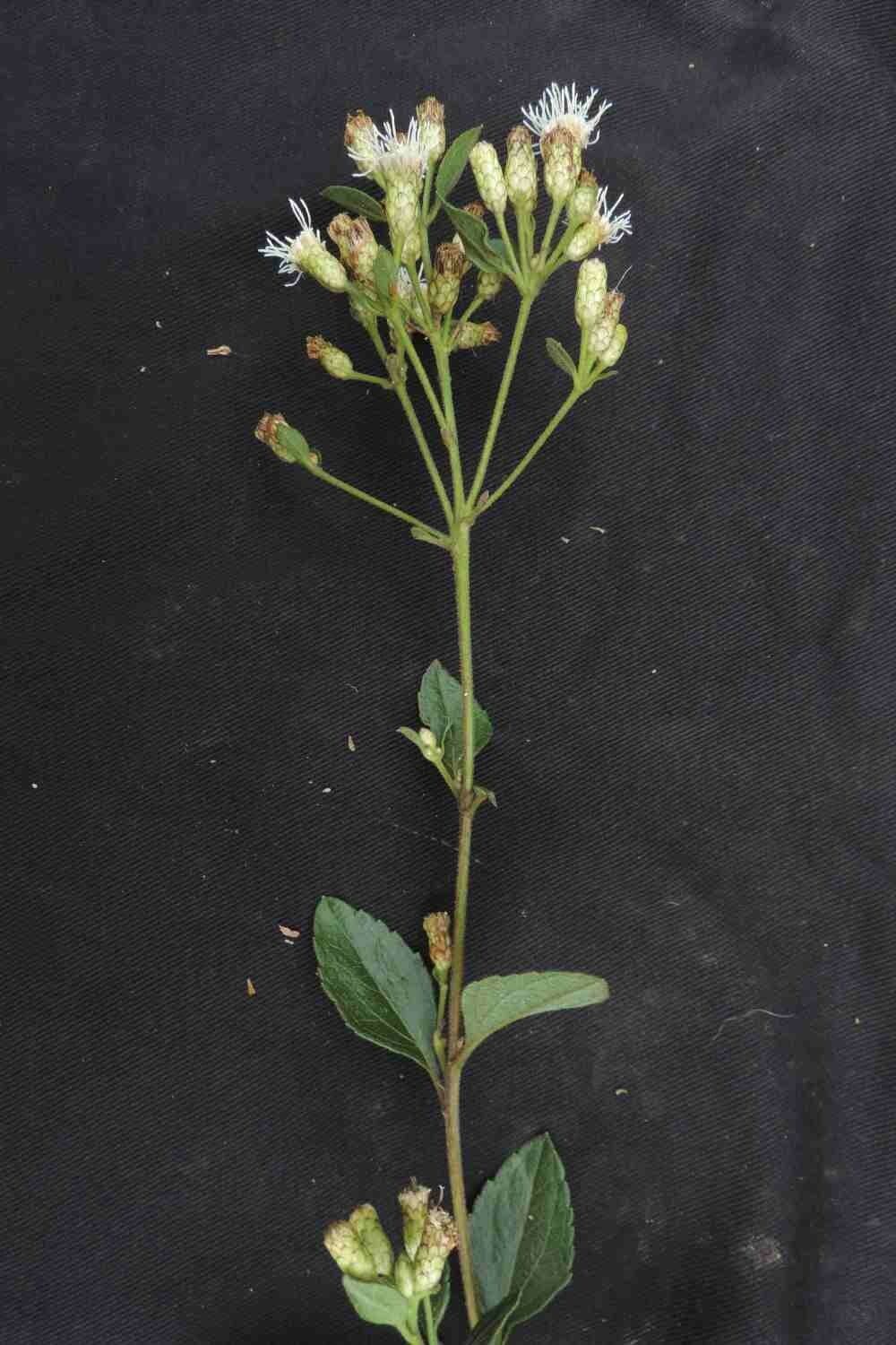 Chromolaena 7
