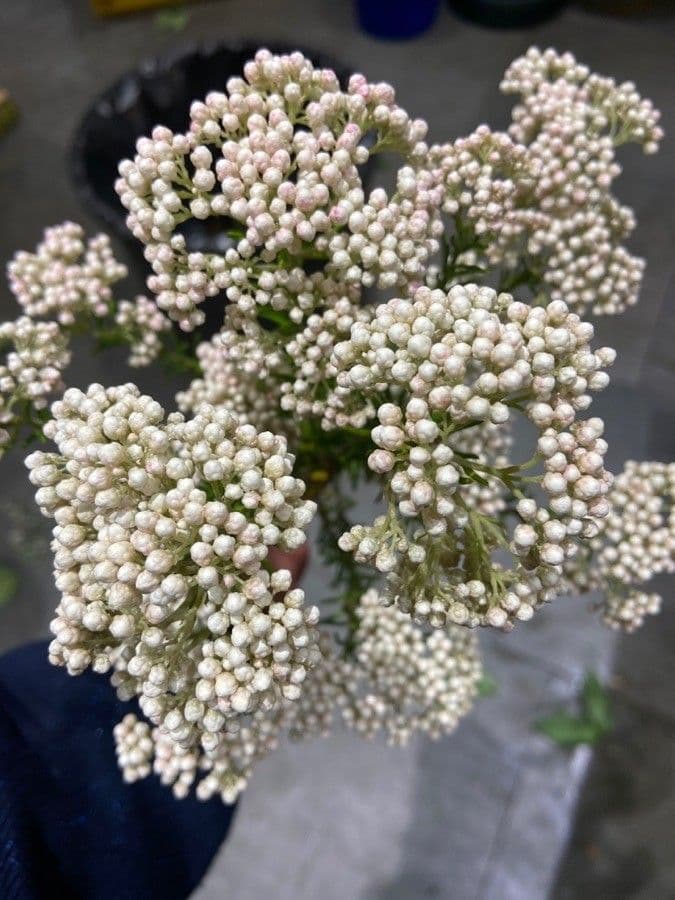 Ozothamnus 4