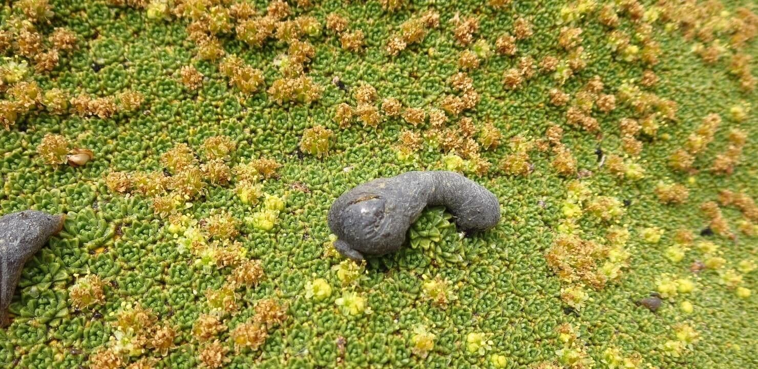 Azorella 19