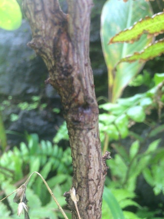 Breynia disticha 20
