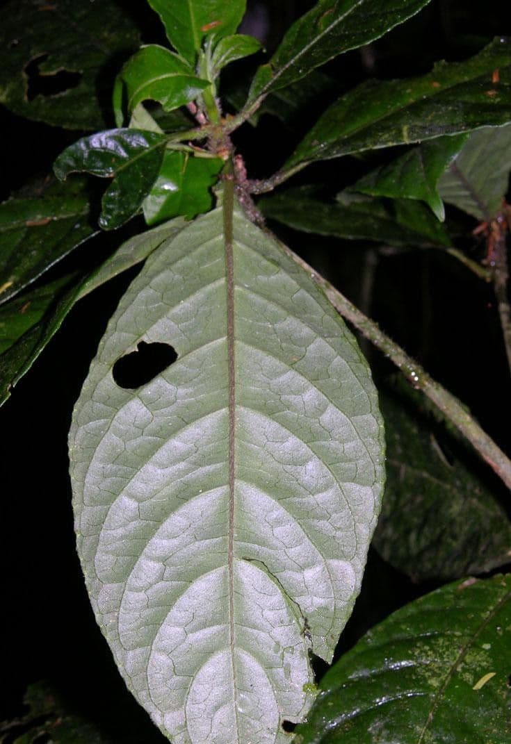 Ruellia 3