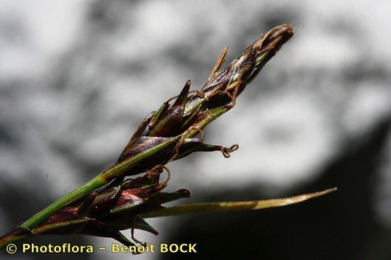 Carex mucronata 17