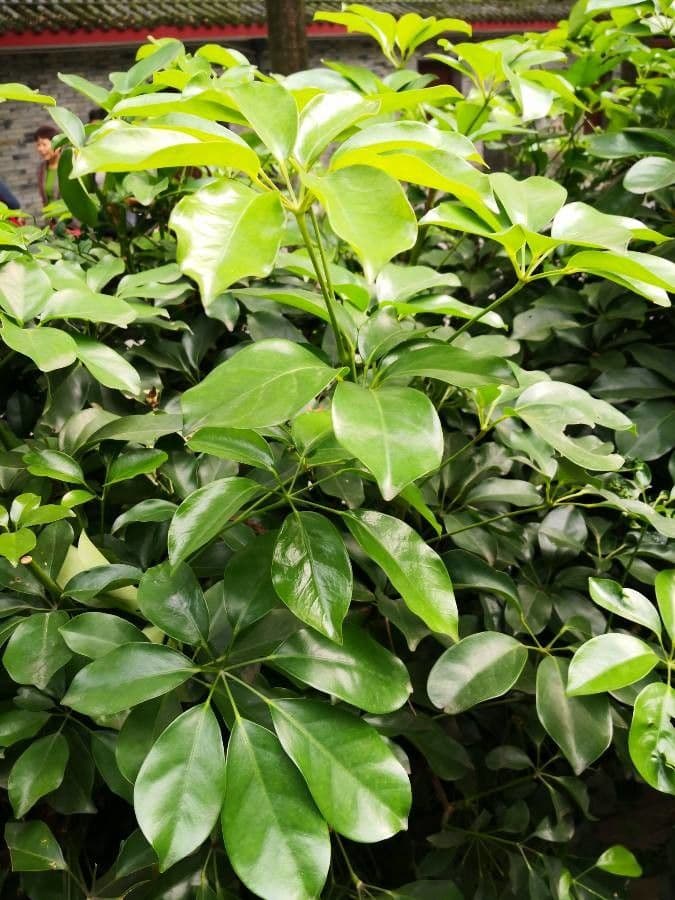 Heptapleurum 6