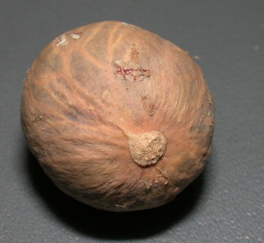 Palma panciuta 25