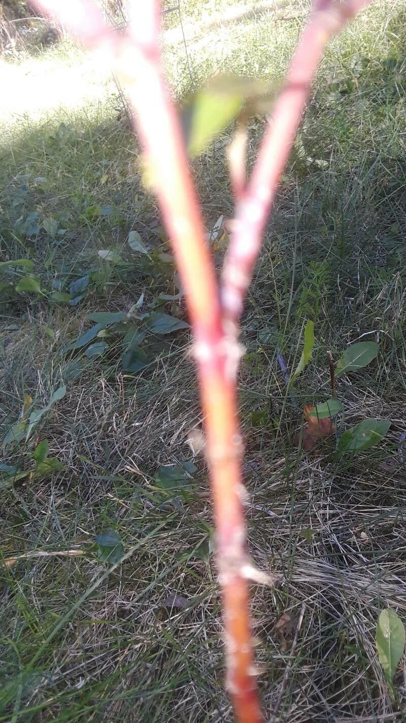 Prärie-Rose 21
