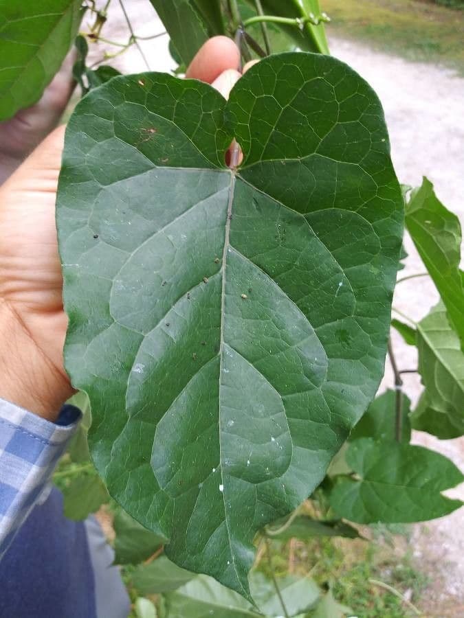 Matelea 12