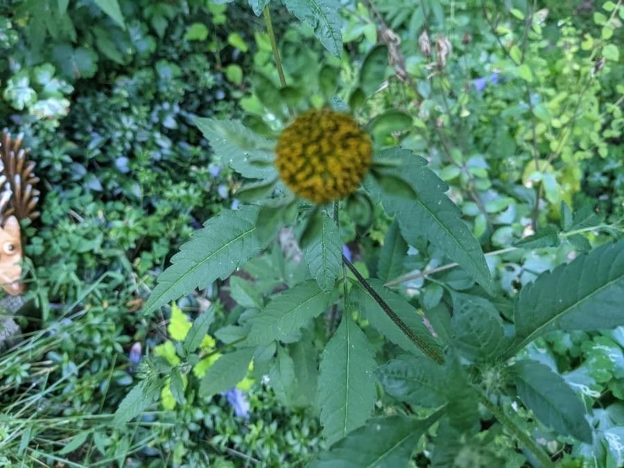 Bidens vulgata 10