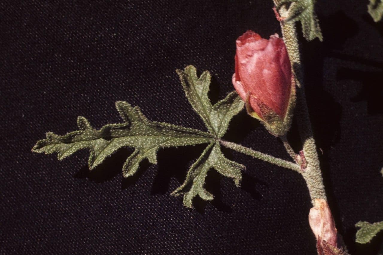 Malva de Rusby 10