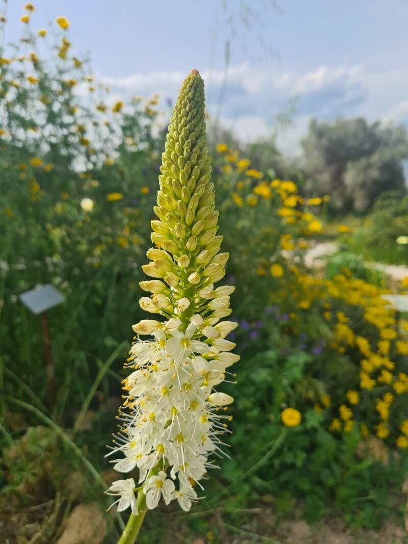 Eremurus himalajski