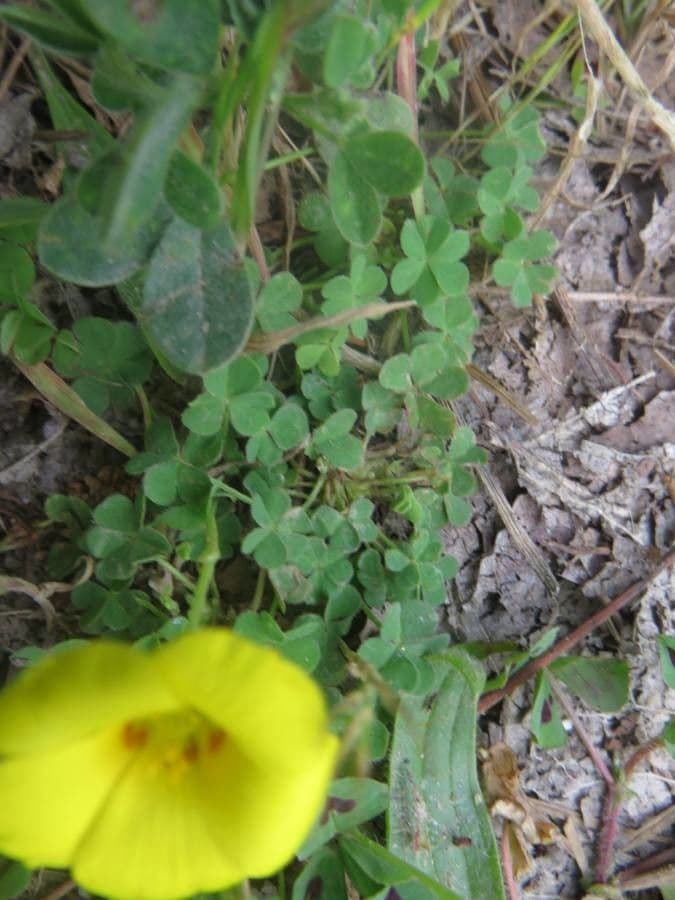 Oxalis conorrhiza 13