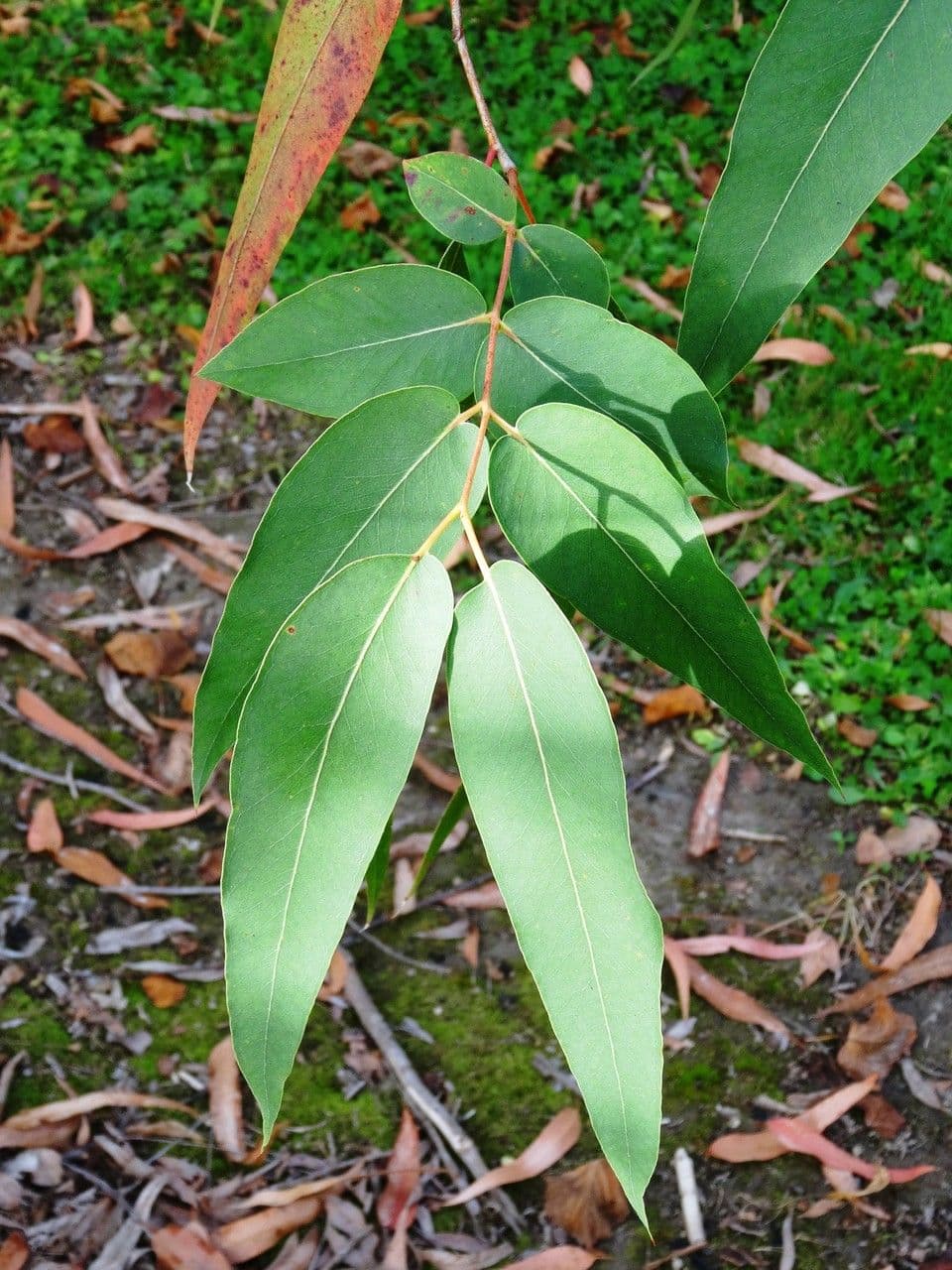 Macarthur-Eukalyptus 4