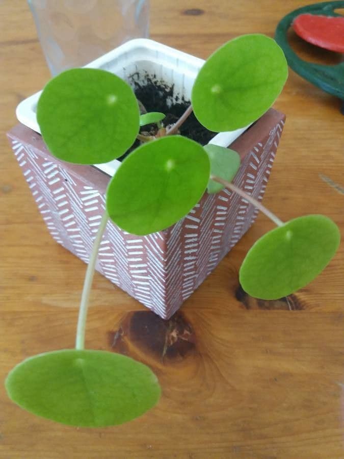 Chinesischer Geldbaum 15