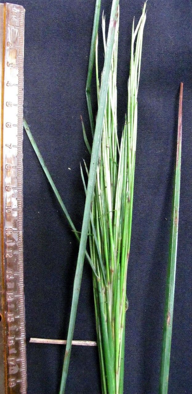 Zweihalmige Bartgras 25