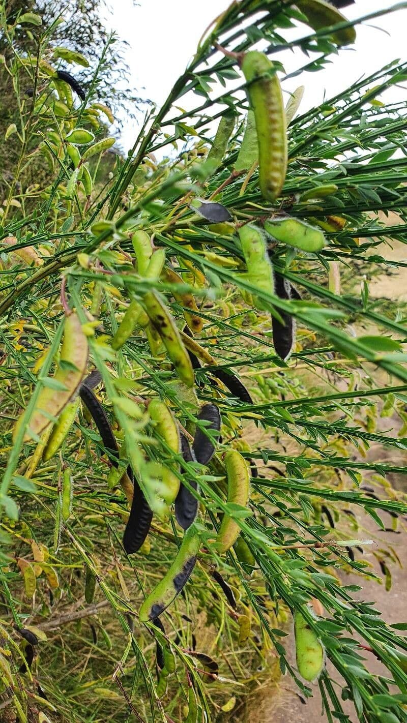 Ginestra irta 8