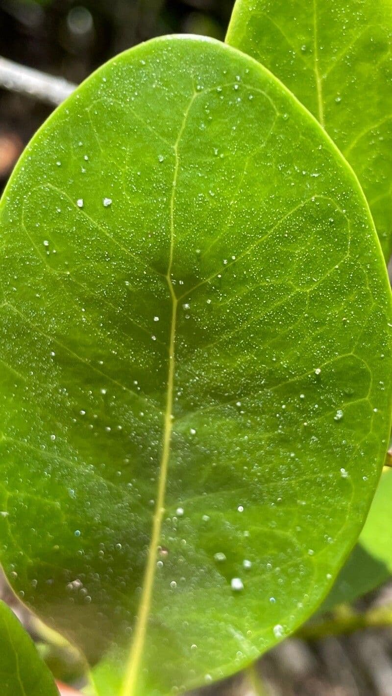Avicennia schaueriana 5