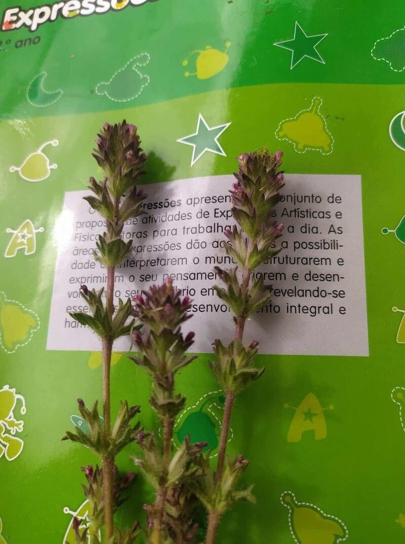 Parentucellia latifolia 12
