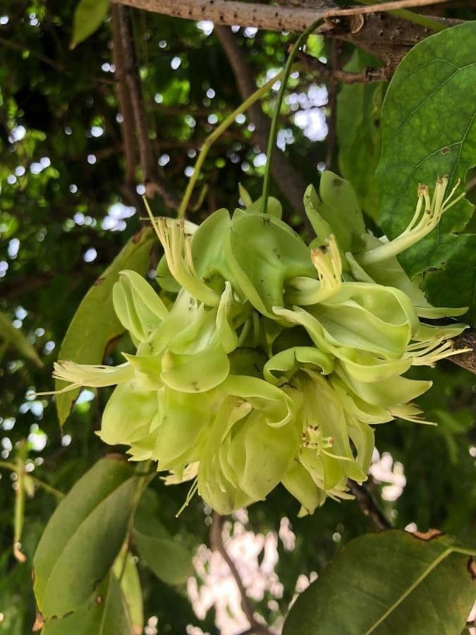 Mucuna gigantea