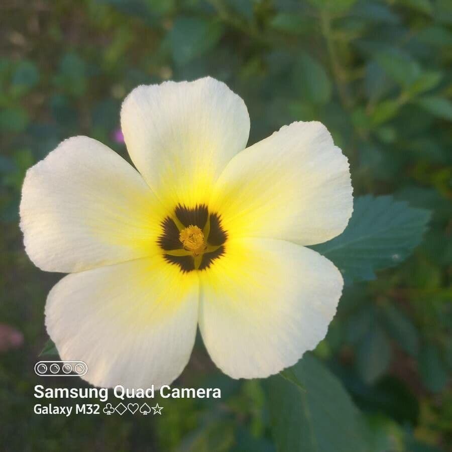 Turnera subulata 14