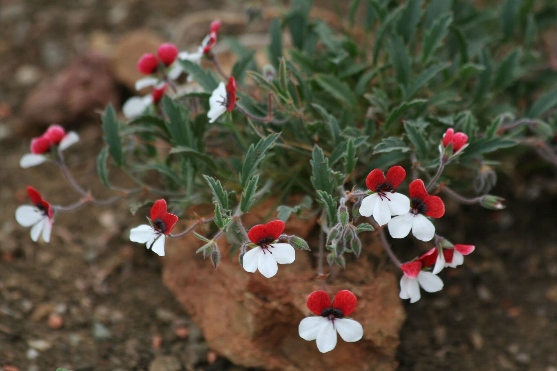 Geranium trójbarwne
