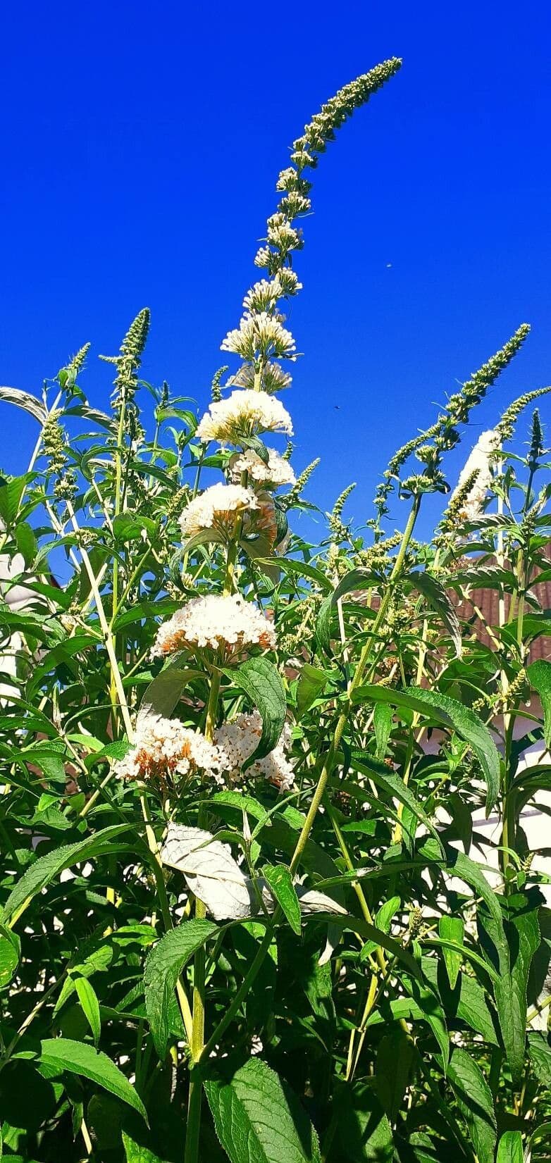 Buddleja 2