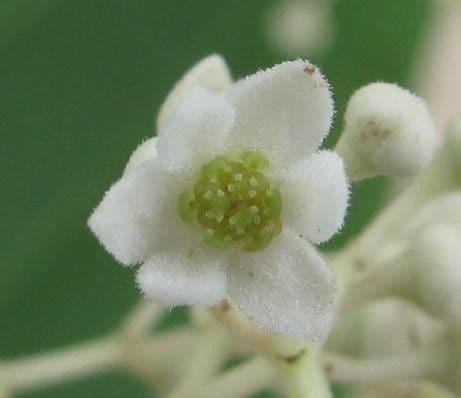 Nectandra 4