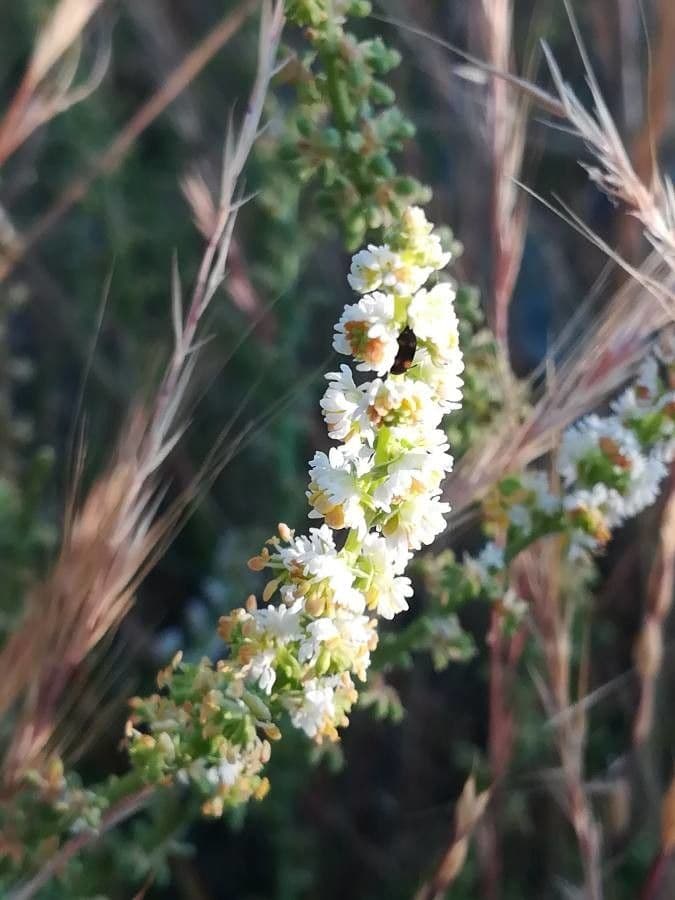 Sesamoides purpurascens 7