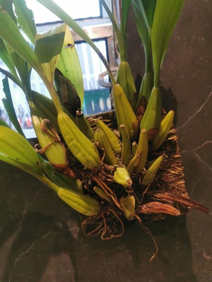 Coelogyne 16