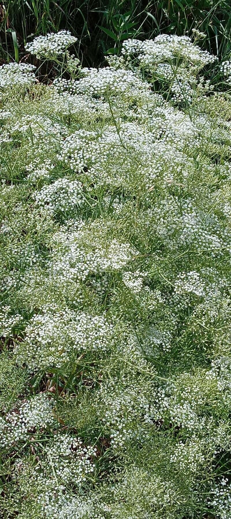 Falcaria 11