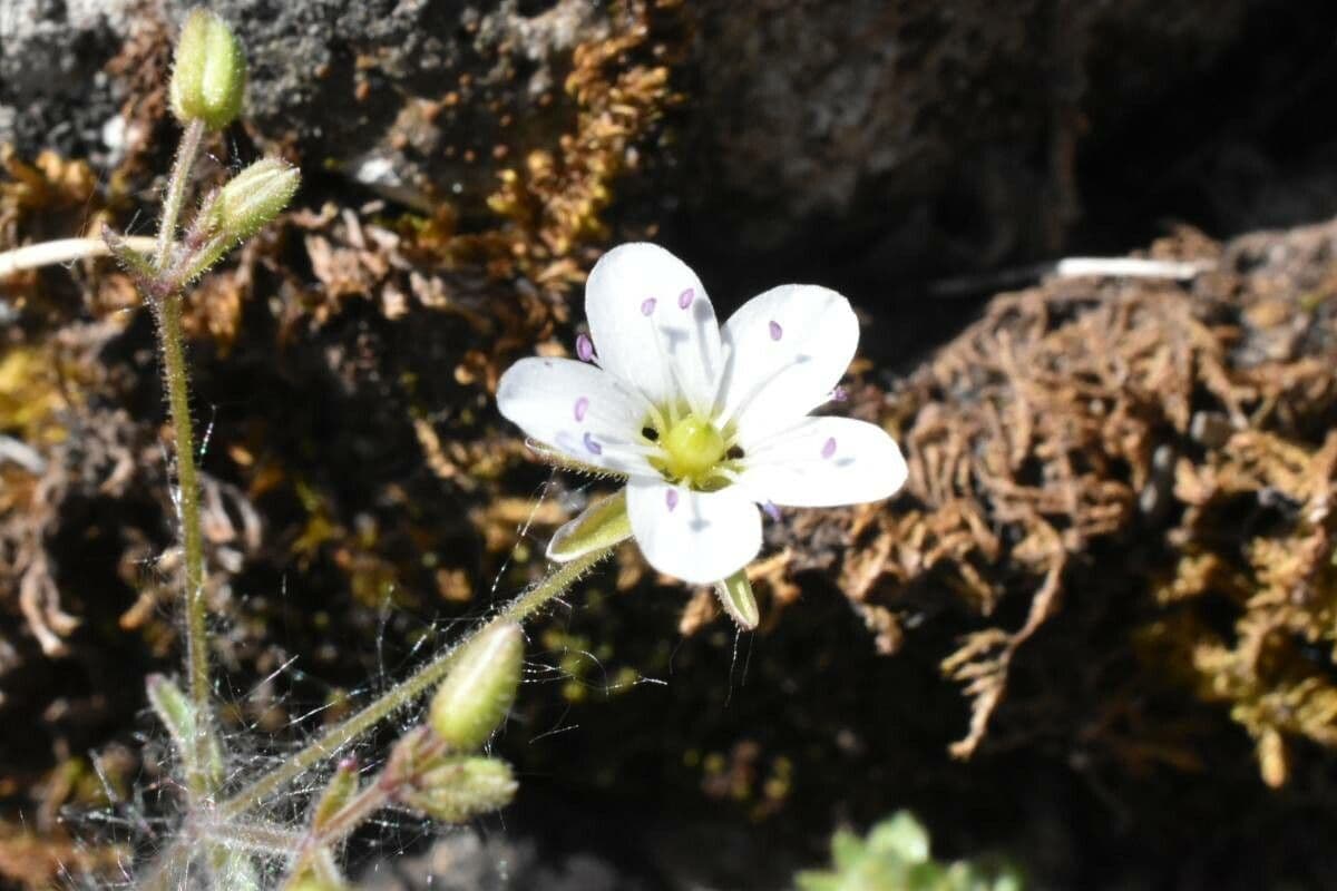Arenaria 3