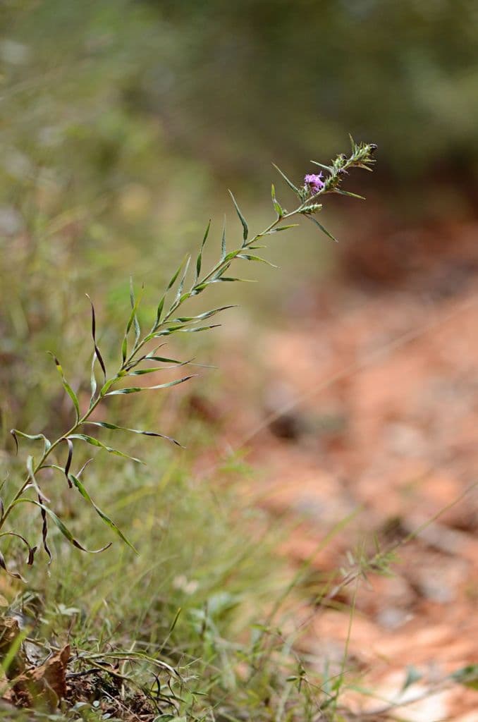 Liatris 9