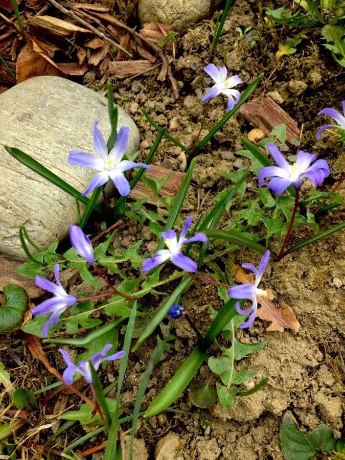 Scilla di Boissier 7