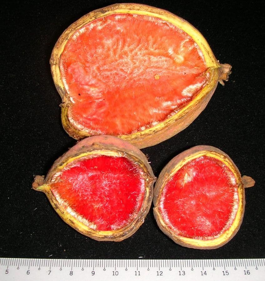 Sterculia 21