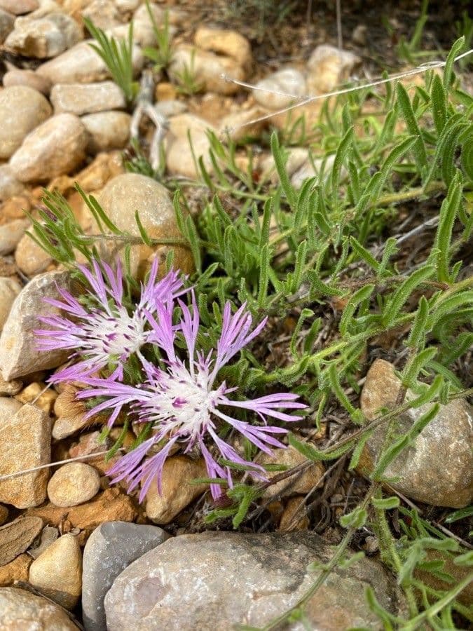 Leinblättrige Flockenblume 5