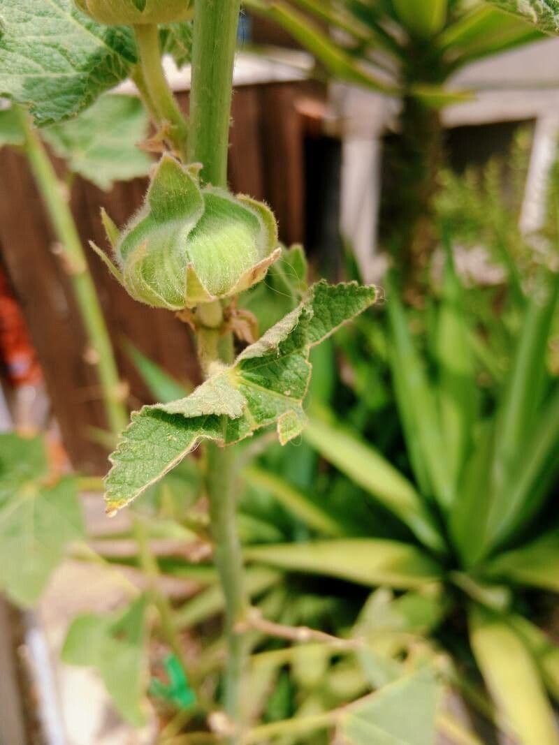 Malva 2
