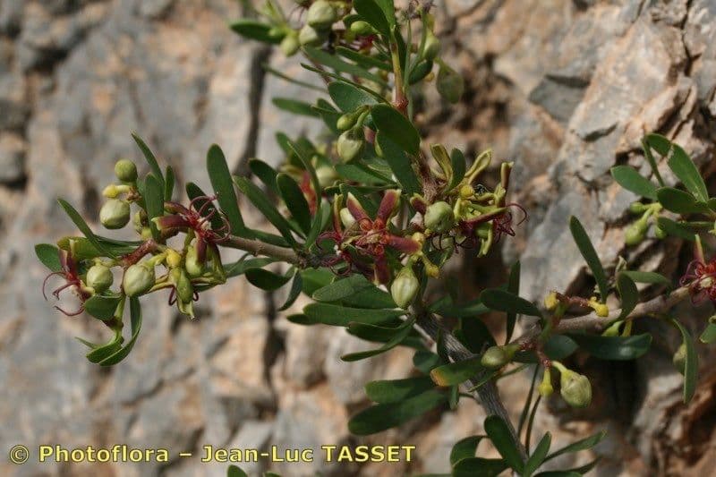 Periploca laevigata 24
