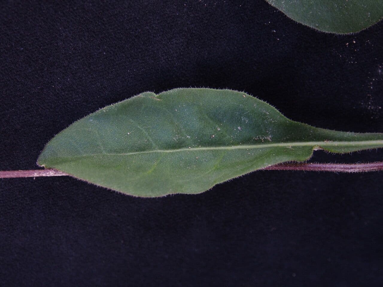 Androsace 2