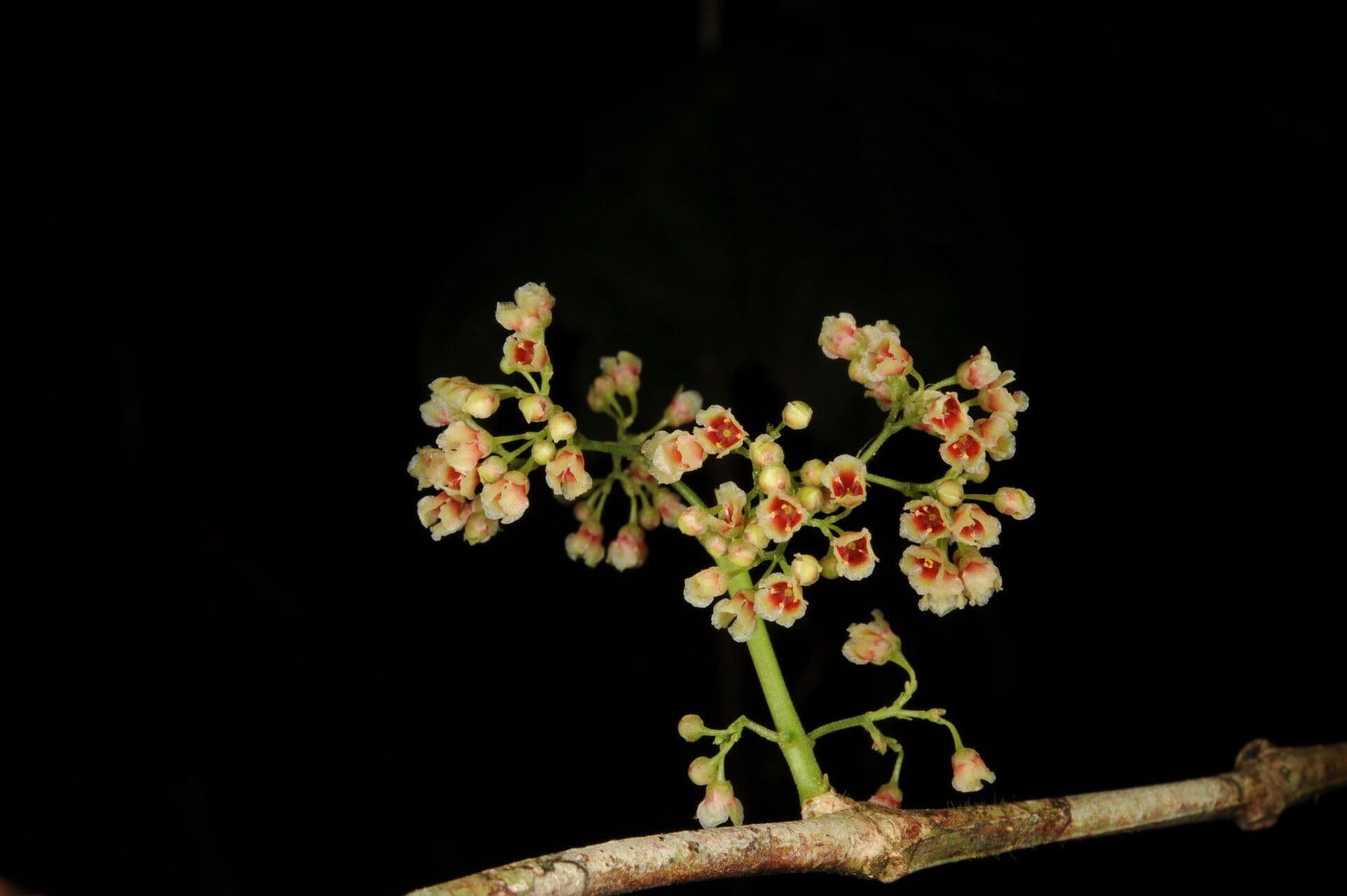 Crossopetalum 2