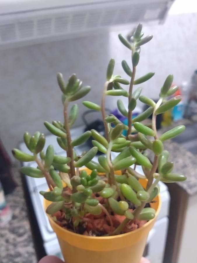 Borracina bianca 25