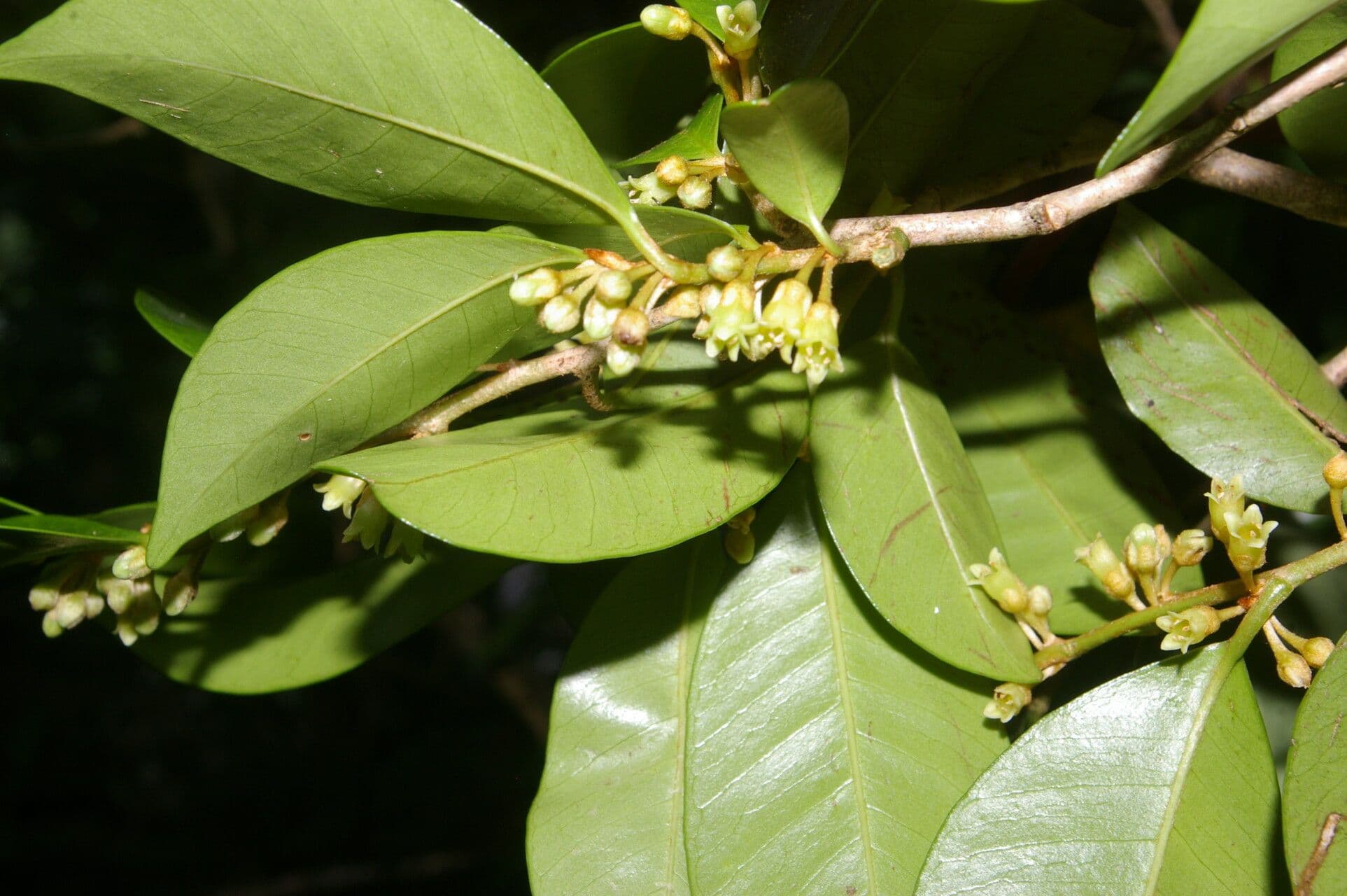 Casearia tremula 10