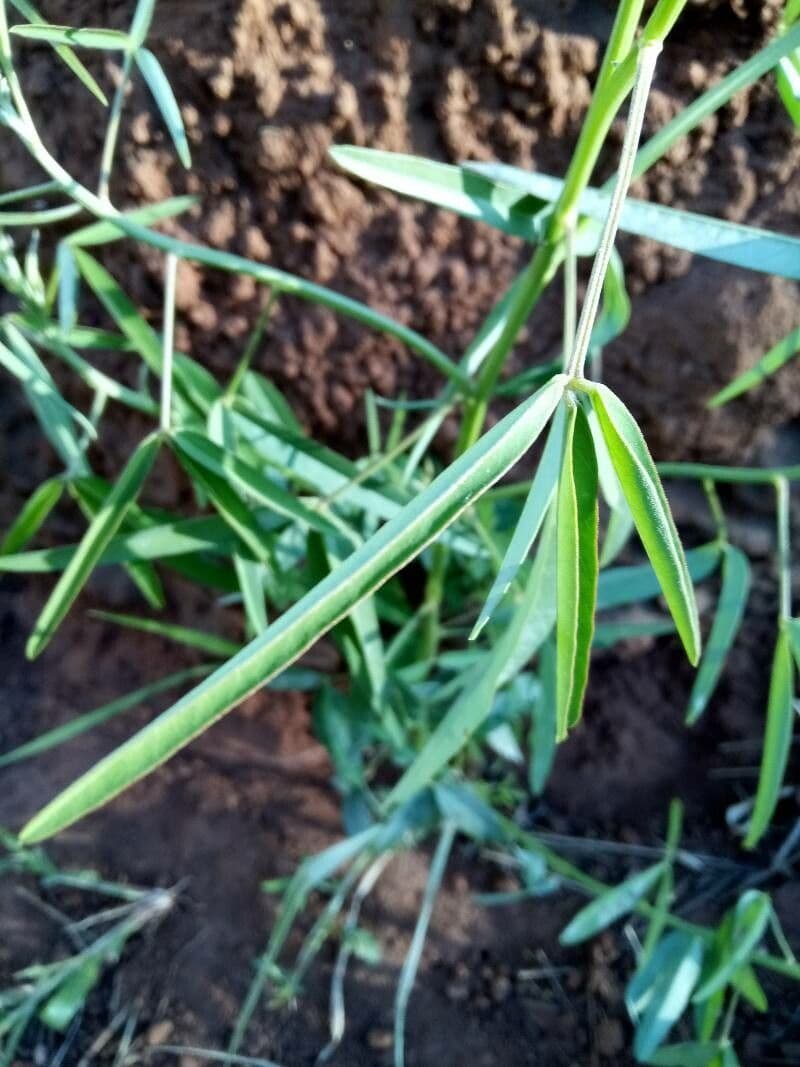 Crotalaria lanceolata 11