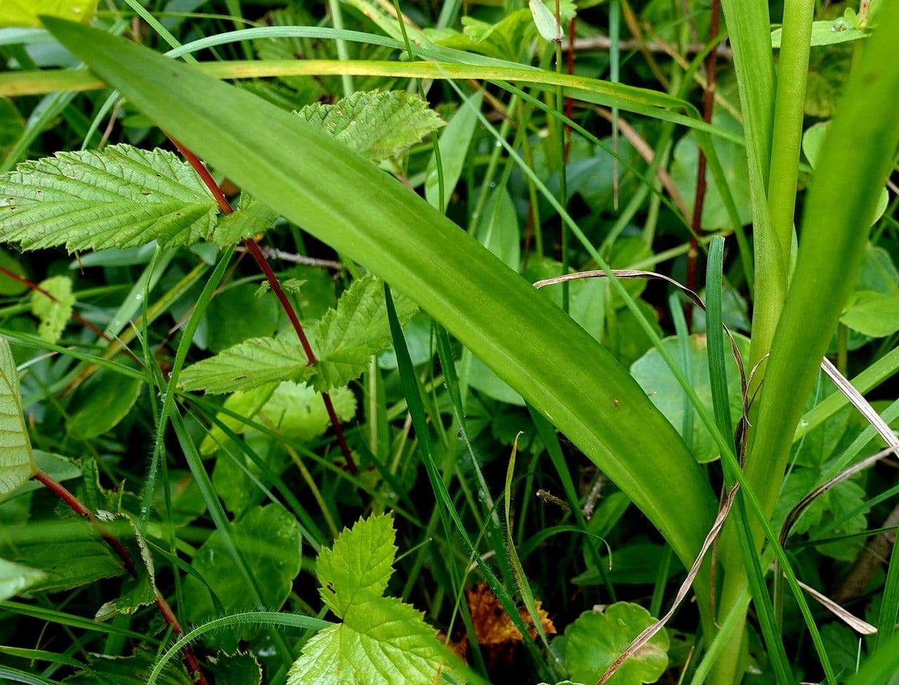 Orchis négligé 18